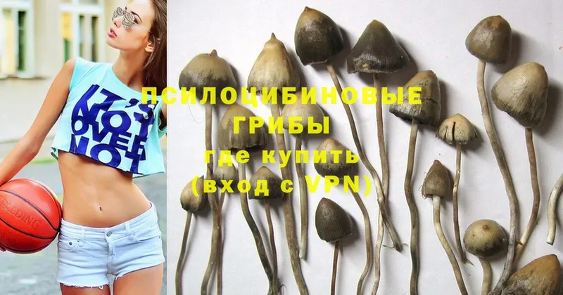 Галлюциногенные грибы Magic Shrooms  Жиздра 